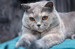 开云体育登录-欧冠，比利亚雷亚尔对阵拜仁，德布劳内—舞台越大越强