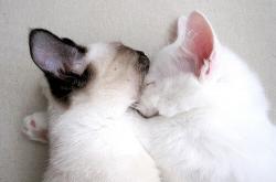 开云体育官网-库里狂飙42分主宰攻防，篮网险胜热火夺关键卡位战