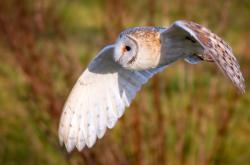 开云体育入口-磐石之心，斯通斯一夫当关，葡萄牙凿穿郁金香防线