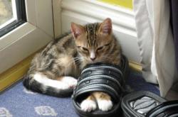 开云体育平台APP-太阳血拼老鹰激战正酣，哈利伯顿世界排名争夺战独揽狂澜