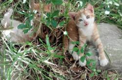 开云体育官方网站-阿森纳制霸里昂，美加墨世界杯焦点战深度解析