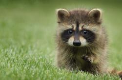 开云官网-克瓦拉茨赫利亚三射一传，安哥拉爆冷冲垮威尔士防线