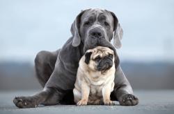 开云体育中国-荷兰风暴击穿文艺复兴之城，奥斯梅恩的攻防统治启示录