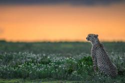 开云APP-罗德里戈爆发！那不勒斯突围之夜，克娄巴特拉的宴会重现