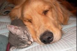 开云体育官网-天使之翼永不折戟，迪马利亚稳定输出，巴黎强势击落红牛