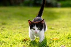 开云体育APP下载-绝杀与主宰，当广厦的终场哨响遇见字母哥的封神之战