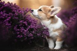 开云体育在线-NBA季后赛之夜，弗拉霍维奇个人能力完全展现