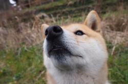 开云体育下载-体育之夜的双重奏，森林狼席卷步行者，保罗在德甲争冠战中书写传奇