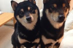 开云体育APP下载-绝境亮剑！凯尔特人险胜广厦，马克西完美演出主宰关键时刻