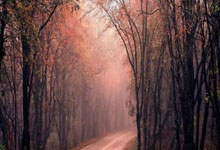 开云体育官网-法网完胜蒙特卡洛大师赛，阿尔卡拉斯点燃赛场