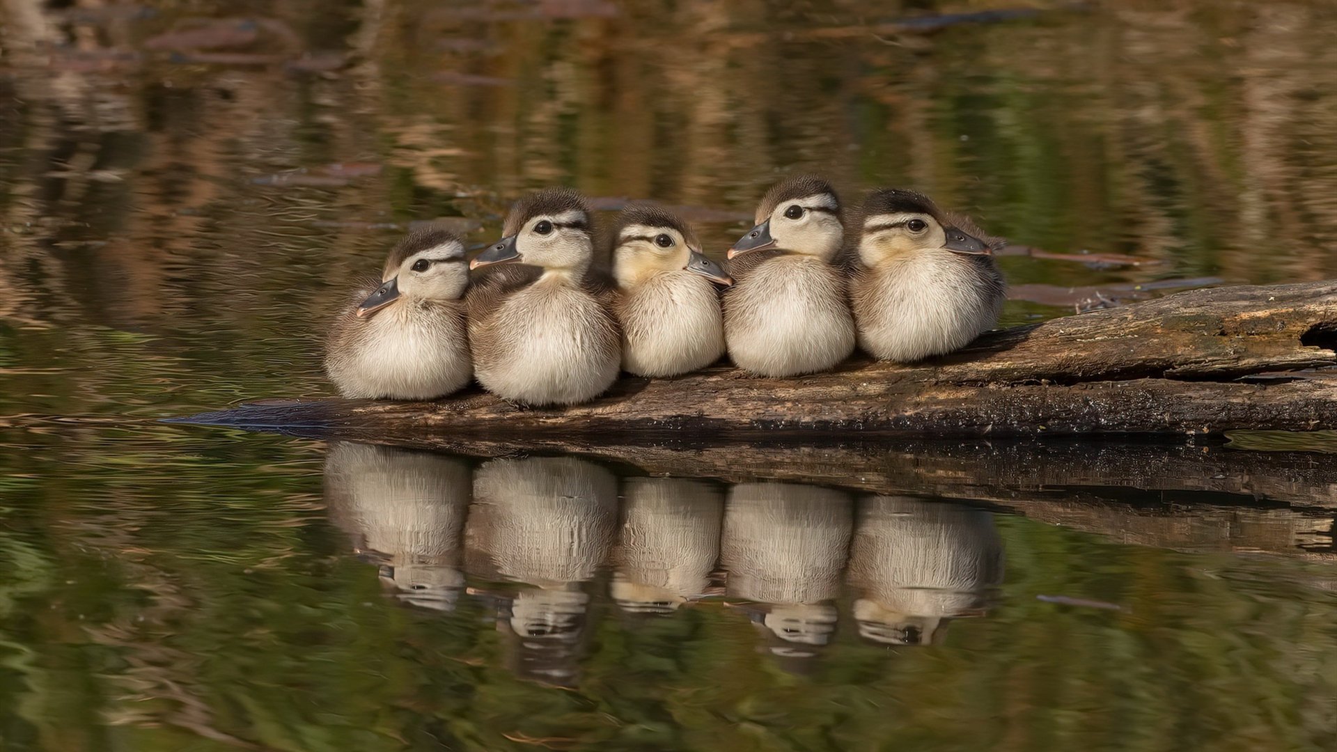 卡拉斯科爆发，马赛巅峰对决胜出南非的辉煌时刻