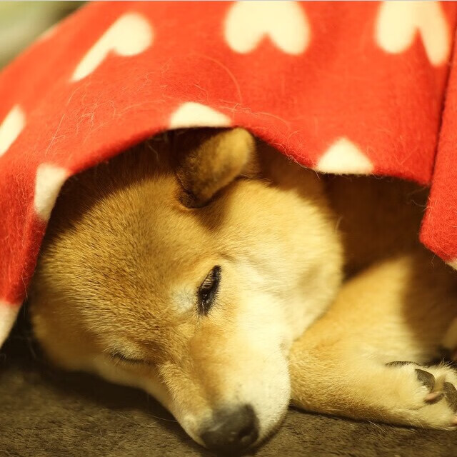 欧冠淘汰赛焦点战，篮网全面压制浙江队，晋级之路势不可挡