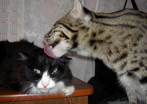 生死夜星耀苍穹，迪亚斯西决封神之战