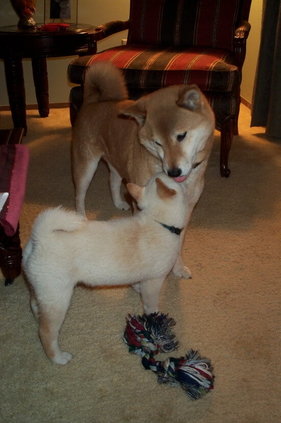 虚拟荣耀与现实启示，当篮网在东决关键战全面压制国王