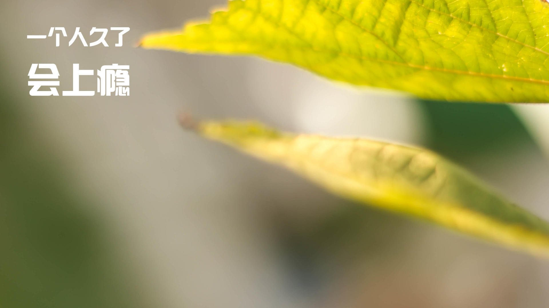 窒息防守下的英雄觉醒，森林狼撕裂黄蜂，小贾伦绝境接管西决