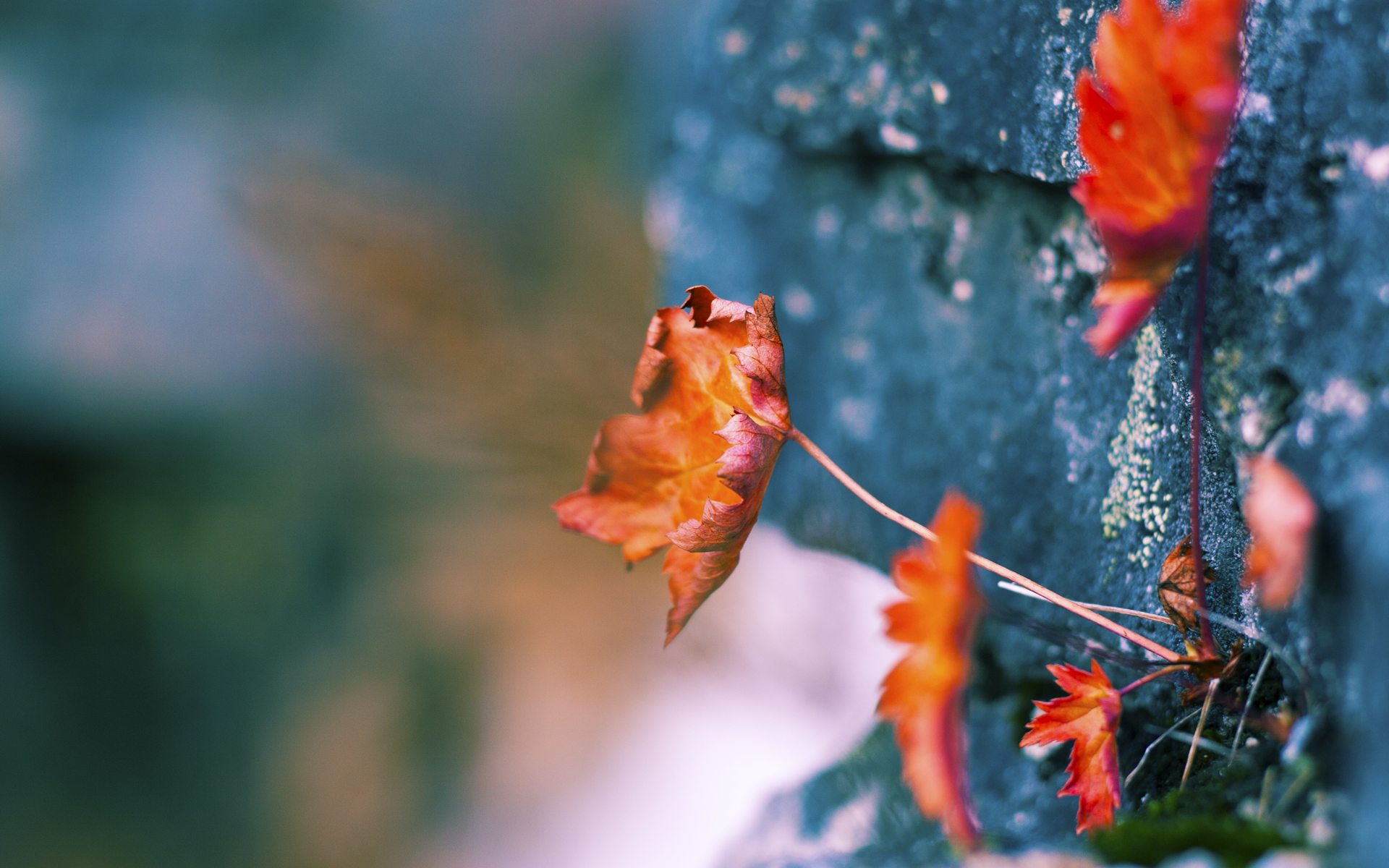 东瀛铁壁锁大黄蜂，老兵传奇破战术密码，戈麦斯如何成为关键先生？