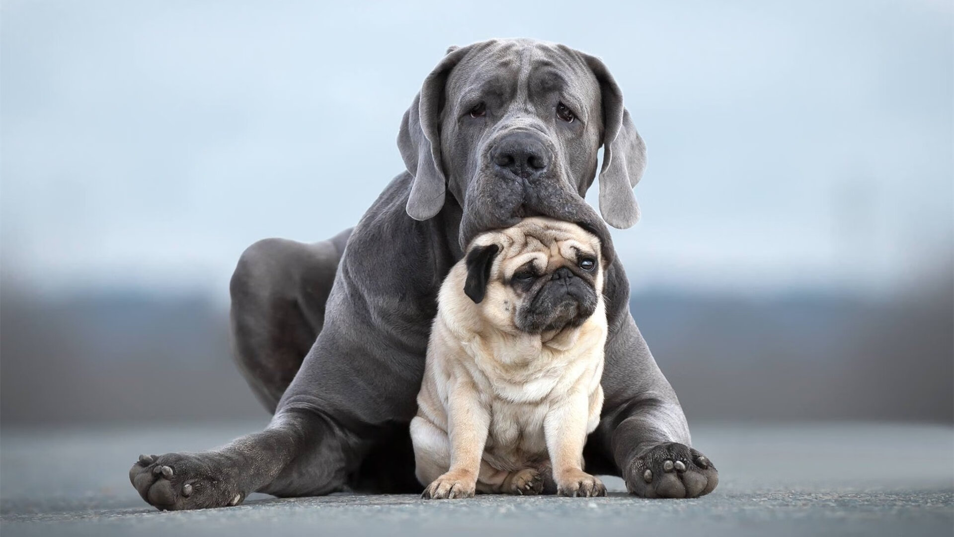 荷兰风暴击穿文艺复兴之城，奥斯梅恩的攻防统治启示录