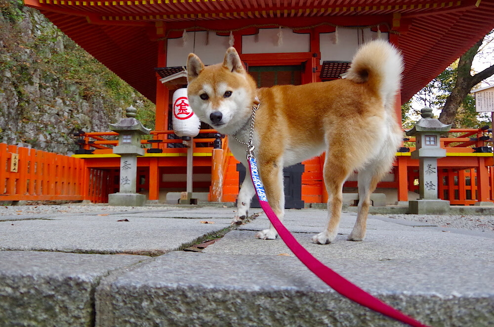 智利式封锁与中场主宰,莱比锡红牛的防线韧性遇上京多安的争冠时刻