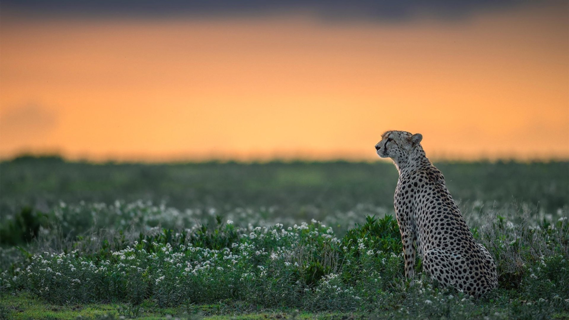 罗德里戈爆发!那不勒斯突围之夜,克娄巴特拉的宴会重现