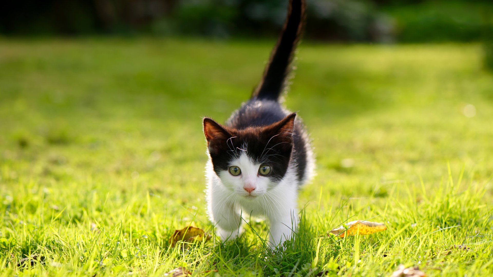 绝杀与主宰,当广厦的终场哨响遇见字母哥的封神之战