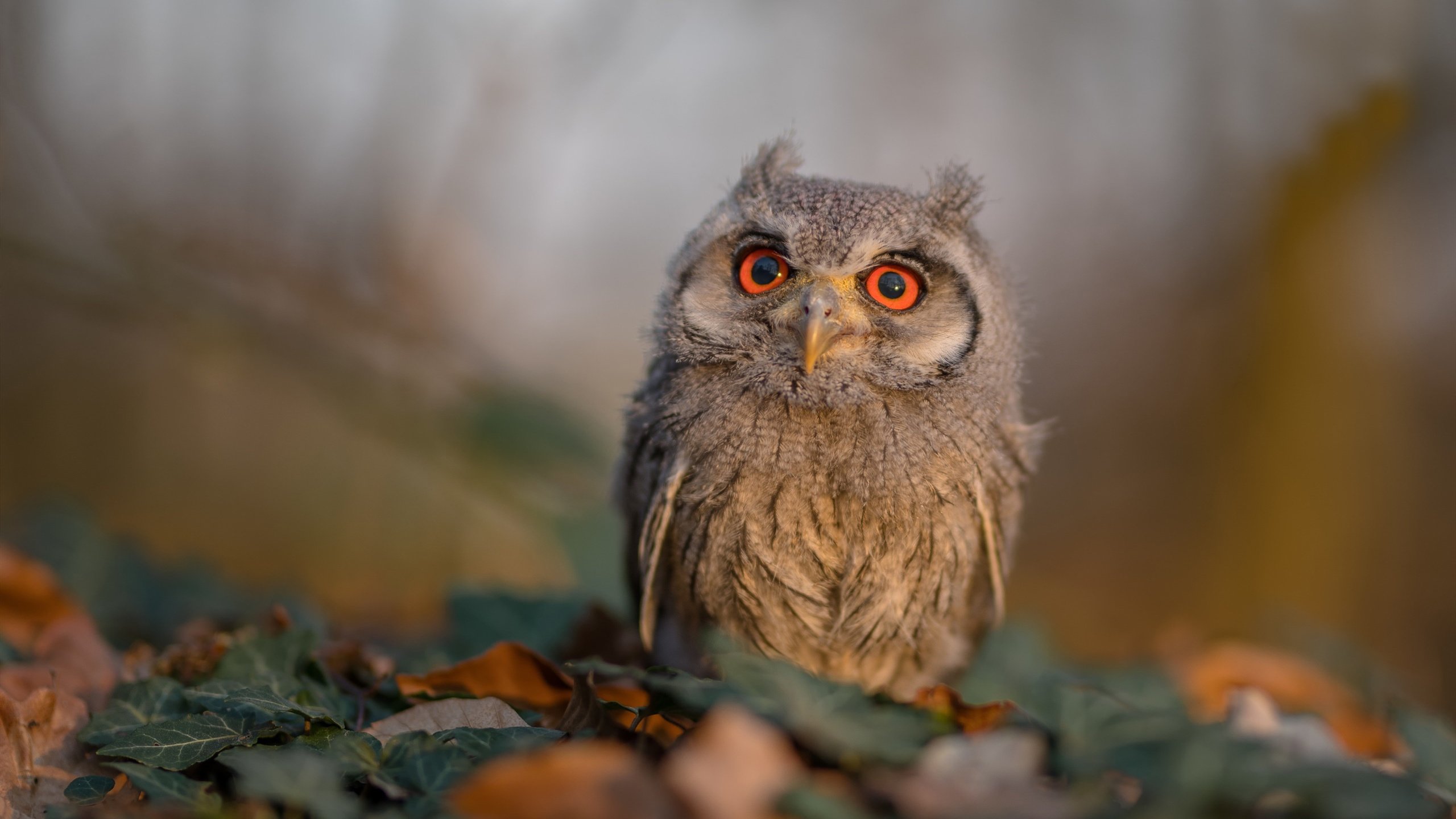 赛场暴风雪，当瑞士踢出伊布式足球无情碾压莱比锡