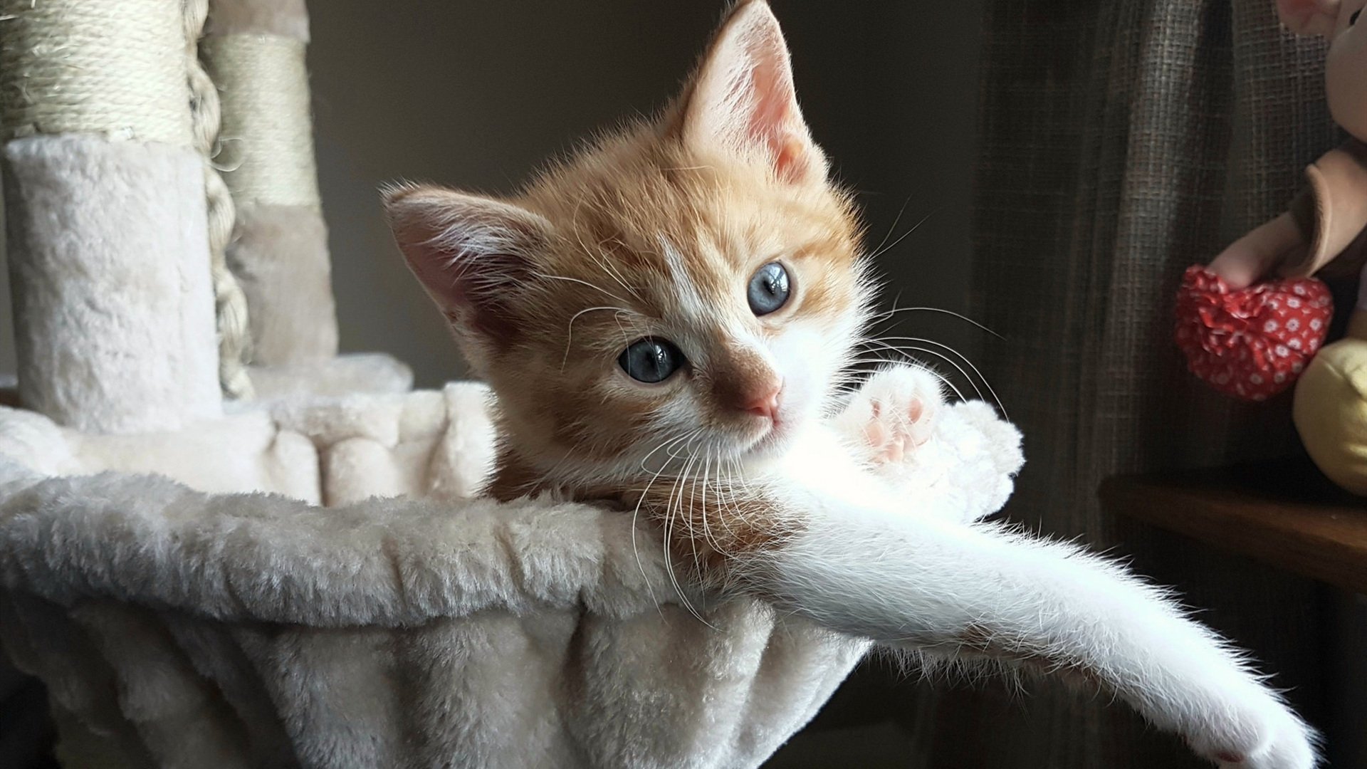 玻利维亚绝杀爱尔兰,足球激情与拉什福德的巨星光芒