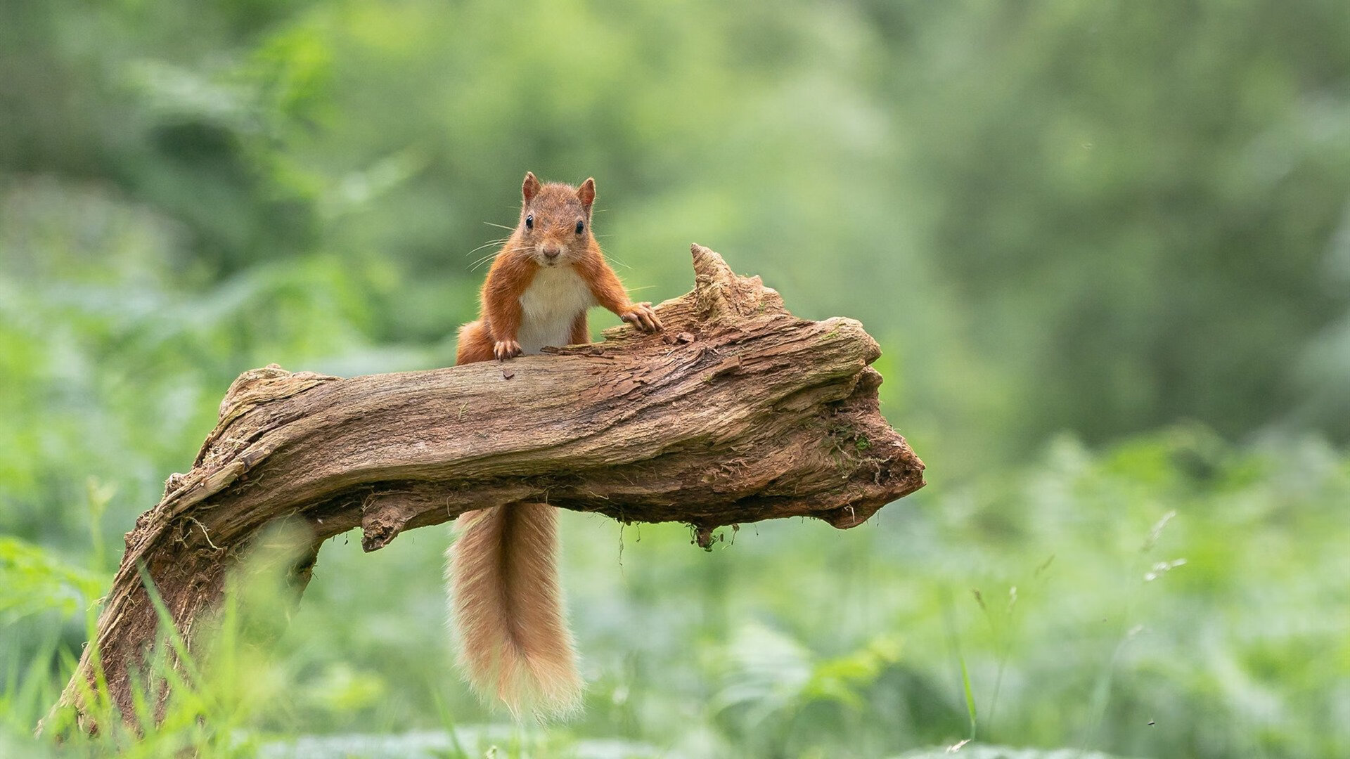 逆转与主宰，当冰岛的寒风吹向萨卡脚下的欧冠火焰