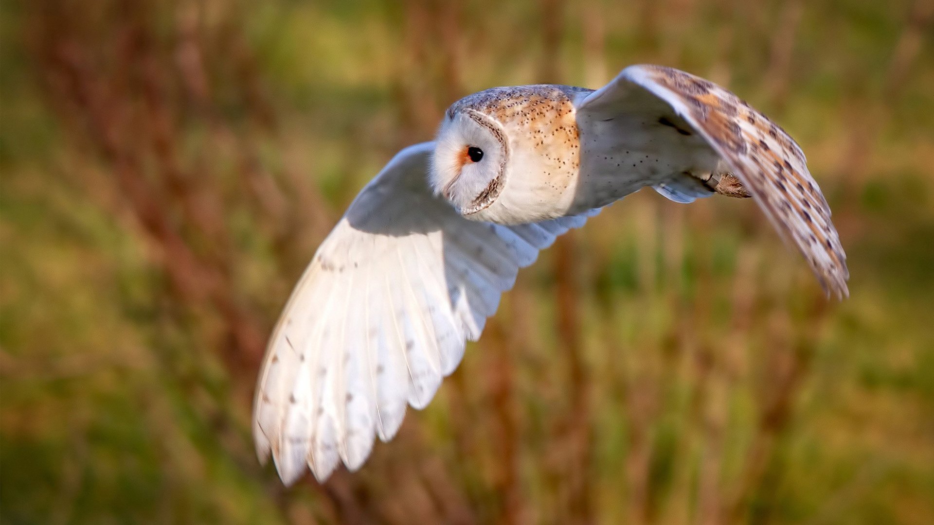 绿茵统治力，从尼日利亚横扫到卡瓦哈尔时刻