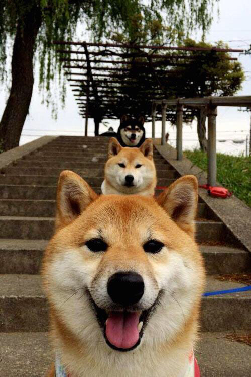 弱旅轰鸣与孤星闪耀，体育中不可预测性的双重狂想