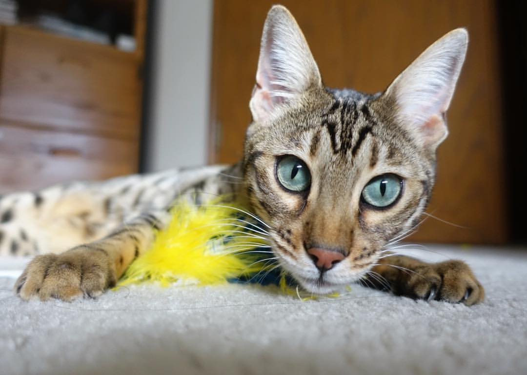 深圳队鏖战力克太阳,拉梅洛末节主宰定胜局