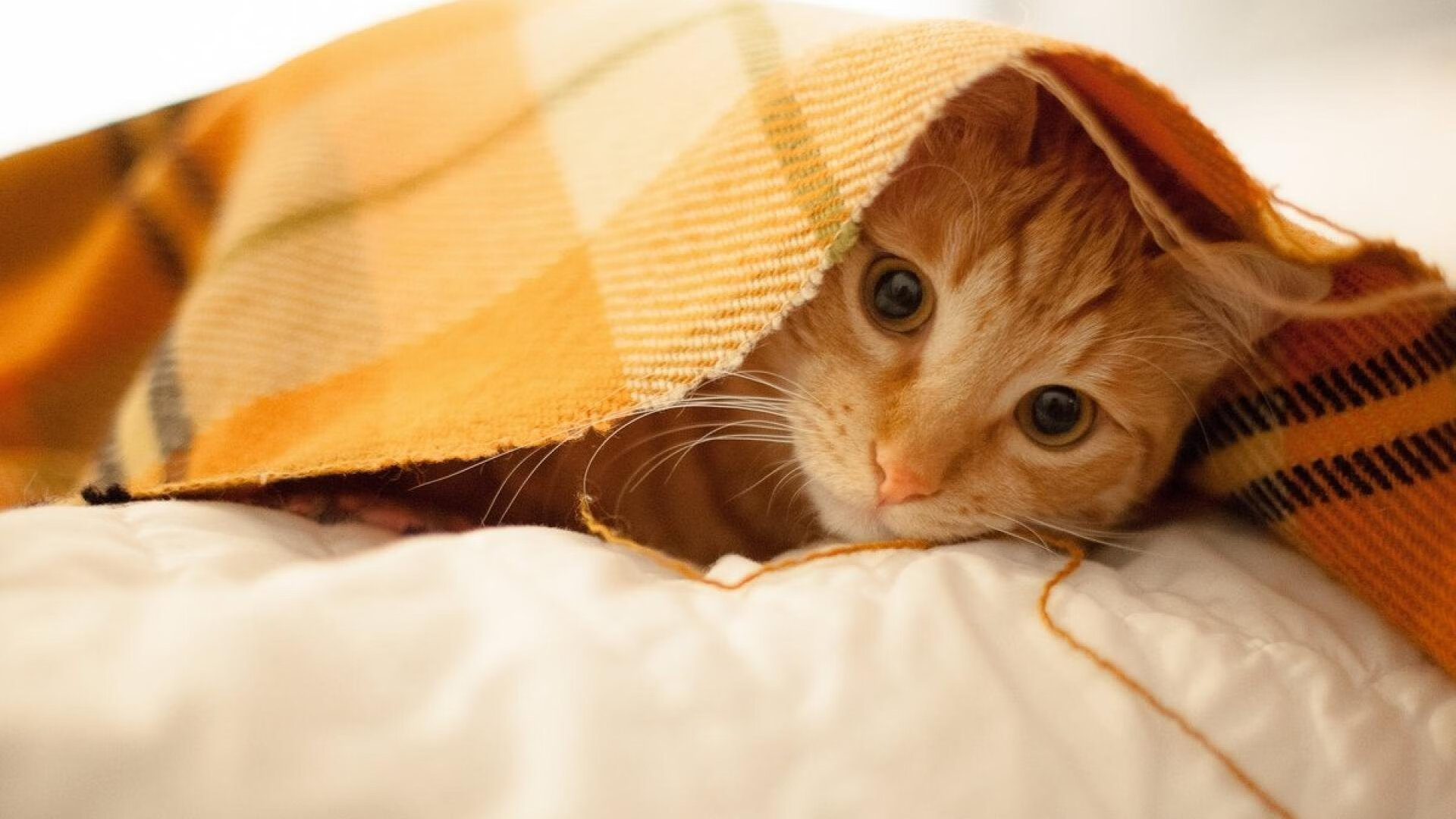 爆冷！爱德华兹狂轰45+三双，上海队团队篮球完胜雄鹿完美首秀