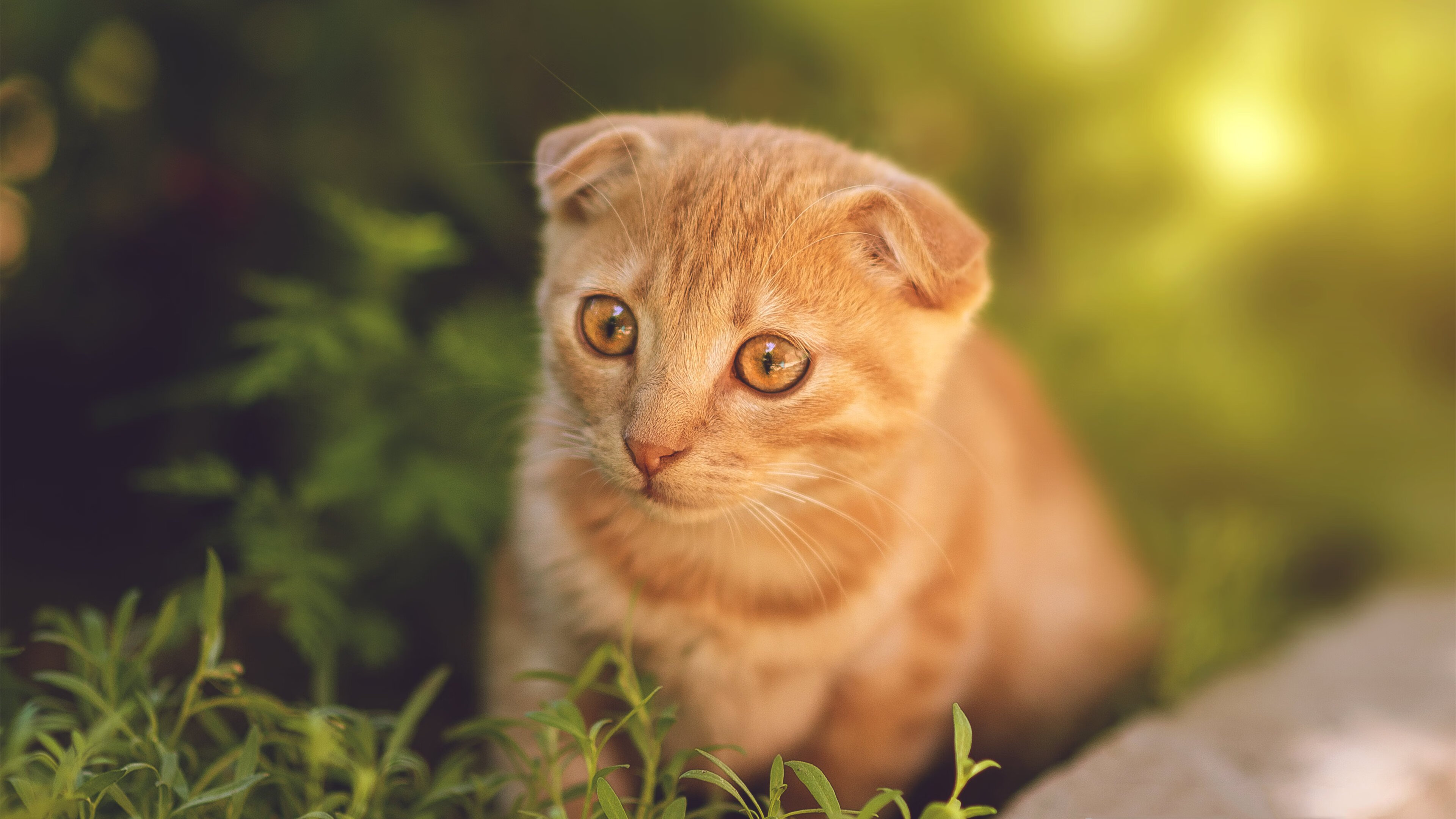 神迹之夜!马里替补登场惊世绝杀打穿曼城,京多安赛后评分竟被拉满