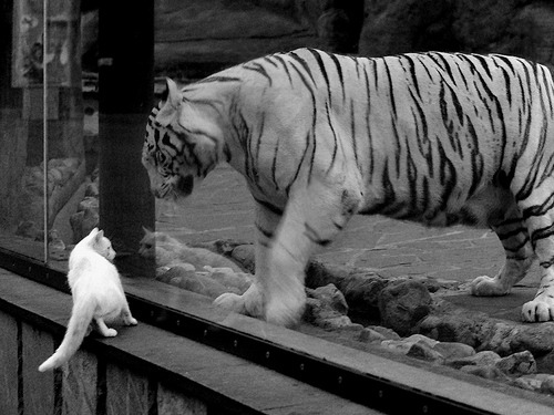 跨界巅峰,委内瑞拉足球力克哥伦比亚,迪亚斯NBA季后赛主宰之战