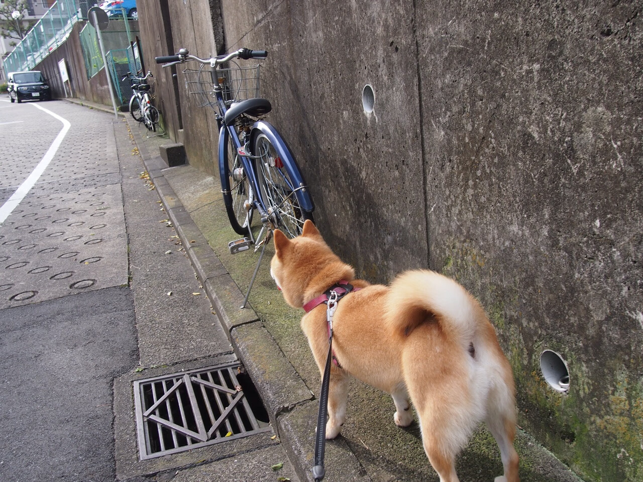 钢针扎入铁板！拉梅洛持续撕破防线，步行者与森林狼鏖战现战术教科书