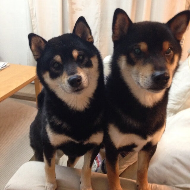 绝境亮剑！凯尔特人险胜广厦，马克西完美演出主宰关键时刻