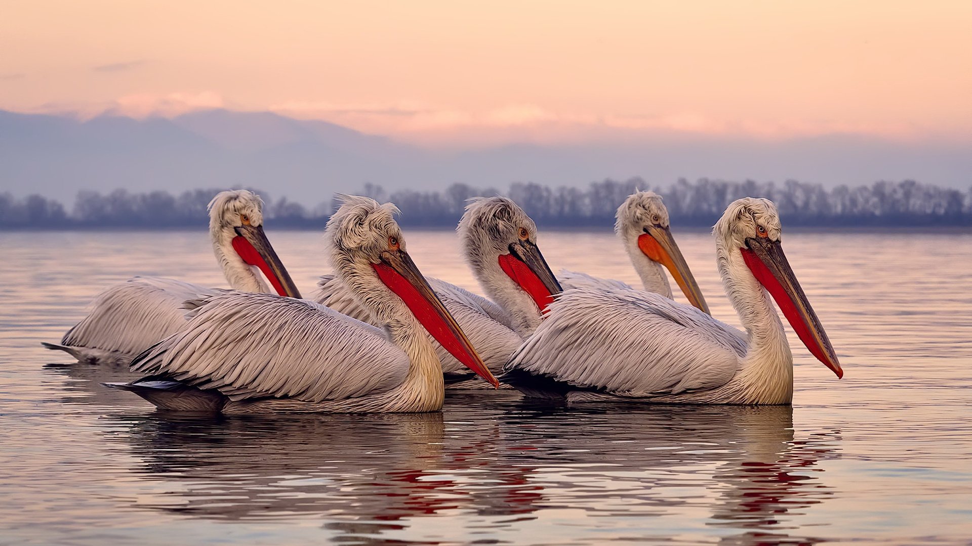 意甲熔炉，当爱尔兰血性撞上埃及魔法，绿茵场谱写地缘足球史诗