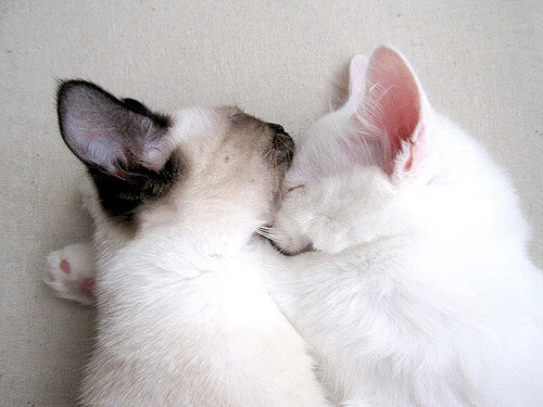 库里狂飙42分主宰攻防，篮网险胜热火夺关键卡位战