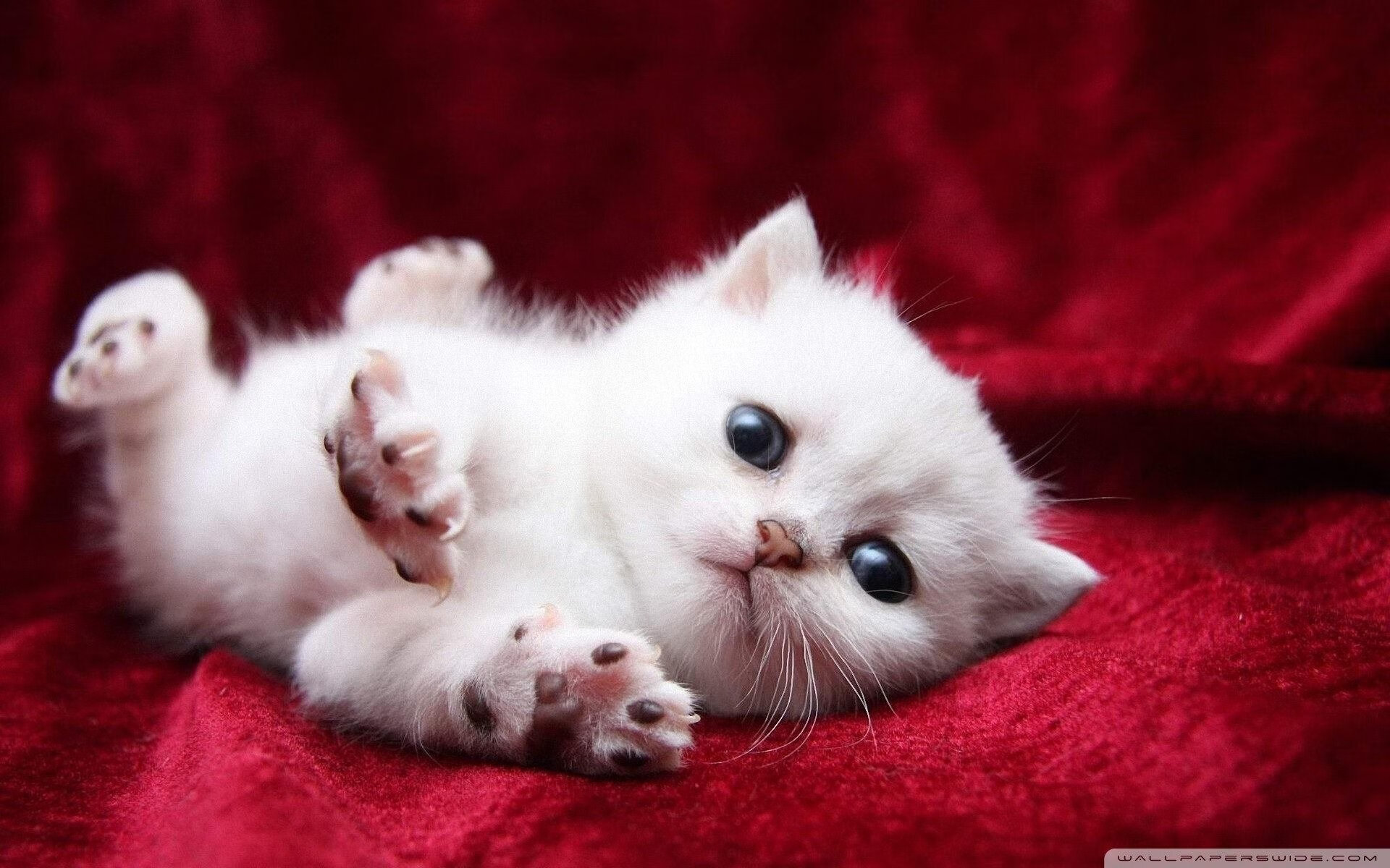 赛道上的争冠狂潮,绿茵场的逆袭神话,两个世界,一种燃烧