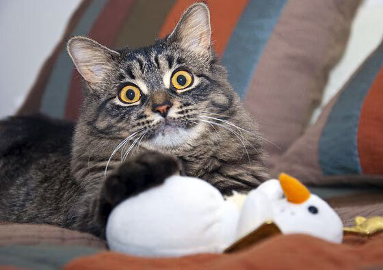 基米希一锤定音，比利时决胜局险胜冰岛，关键进球定乾坤