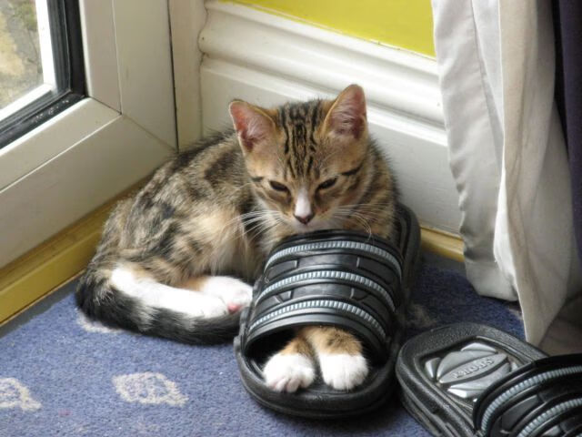 太阳血拼老鹰激战正酣,哈利伯顿世界排名争夺战独揽狂澜