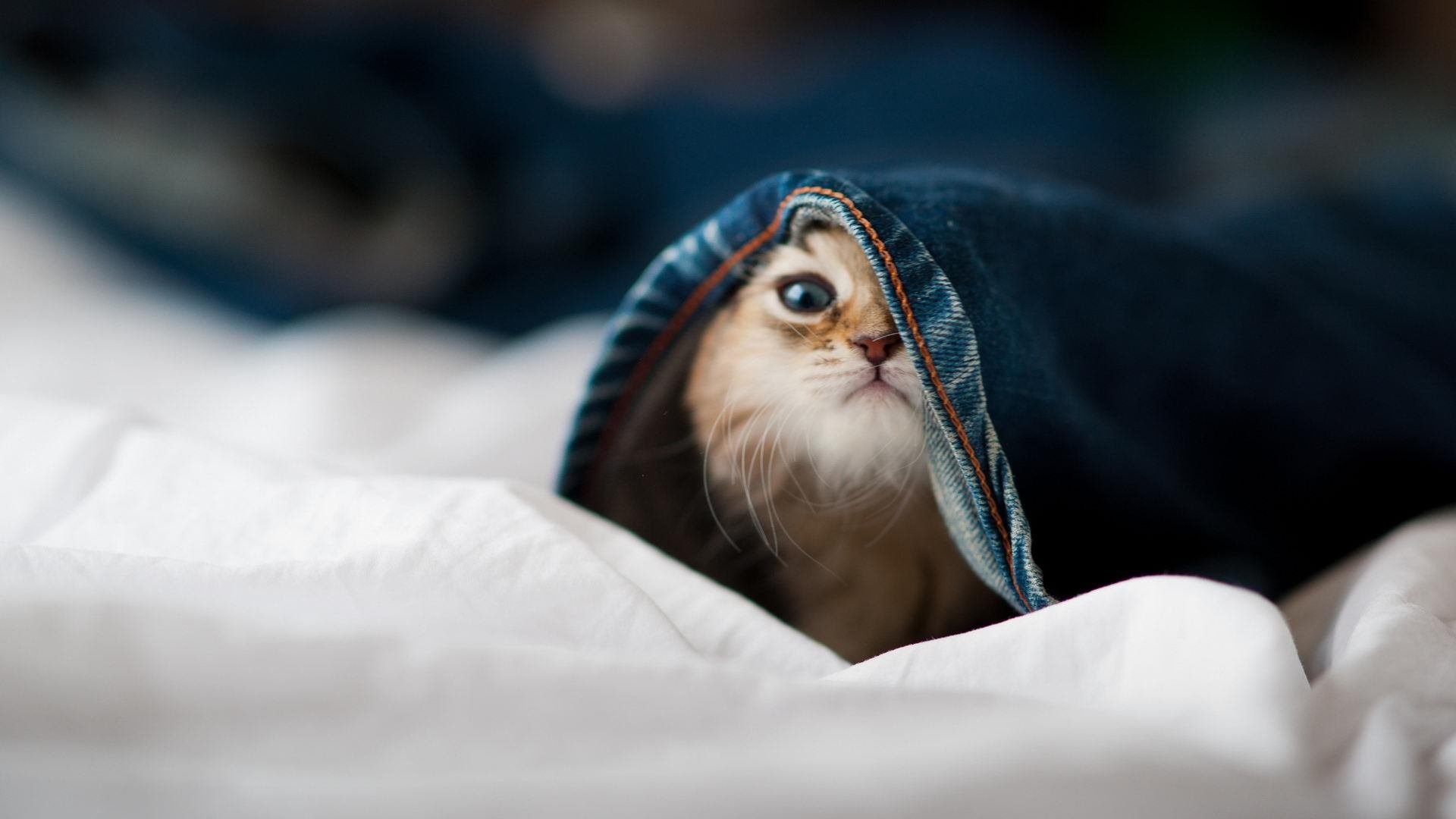 夜空中最亮的星,杰伦·格林导演意甲焦点战,高能输出诠释何谓关键先生