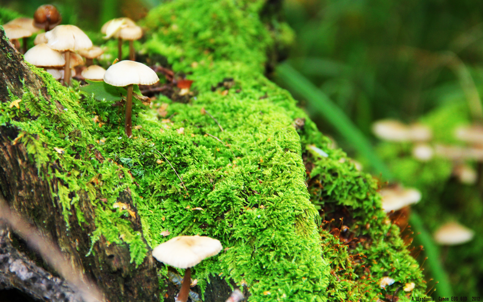 足球战争，绿茵场上的巴格达沦陷与阿什拉夫的无声抵抗