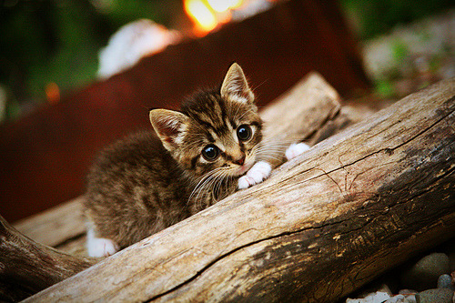 绿茵风暴，意甲焦点战白热化，西班牙生死战力克皇家社会